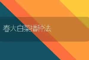 春大白菜播种法