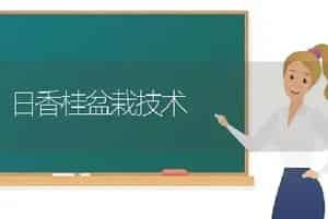 日香桂盆栽技术