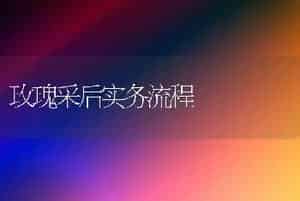 玫瑰采后实务流程