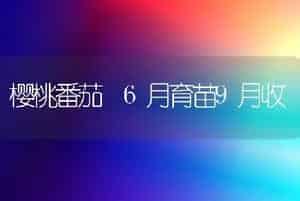 樱桃番茄 6月育苗9月收