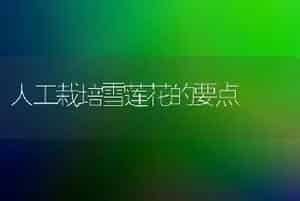 人工栽培雪莲花的要点