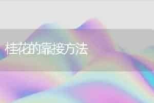 桂花的靠接方法