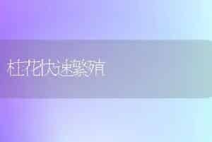 桂花快速繁殖