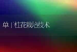 单干桂花栽培技术