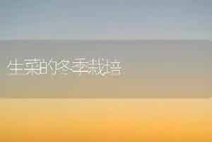 生菜的冬季栽培
