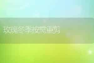 玫瑰冬季按需重剪
