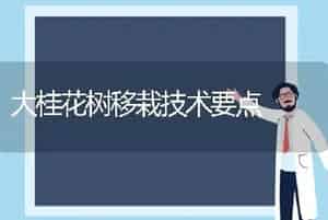 大桂花树移栽技术要点