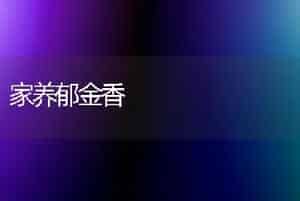 家养郁金香