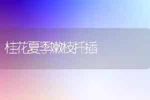 桂花夏季嫩枝扦插