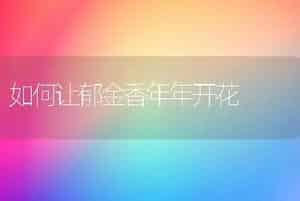 如何让郁金香年年开花