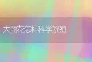 大丽花怎样科学繁殖