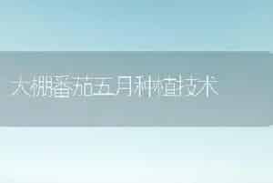 大棚番茄五月种植技术