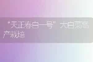 “天正春白一号”大白菜高产栽培