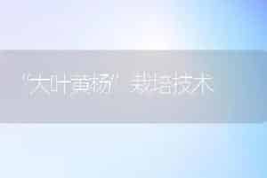 番茄嫁接技术详解