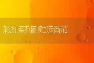 彩虹系列耐贮运番茄