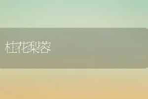 桂花梨蓉