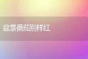 盆景番茄别样红