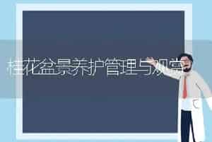 桂花盆景养护管理与观赏