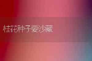 桂花种子要沙藏