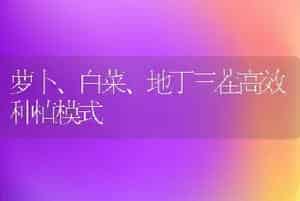 萝卜、白菜、地丁三茬高效种植模式
