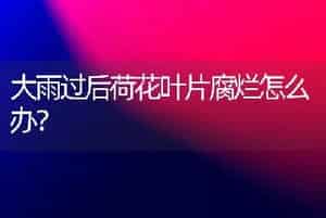 大雨过后荷花叶片腐烂怎么办？