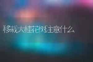 移栽大桂花树注意什么