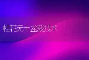 桂花无土盆栽技术