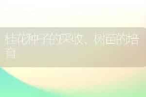 桂花种子的采收、树苗的培育