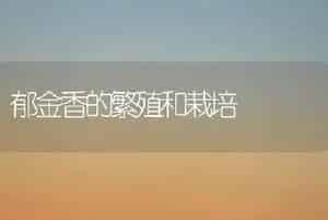 郁金香的繁殖和栽培