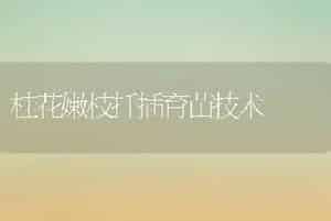 桂花嫩枝扦插育苗技术