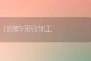 玫瑰咋采收加工