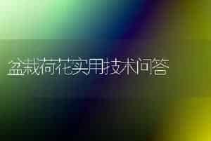 盆栽荷花实用技术问答