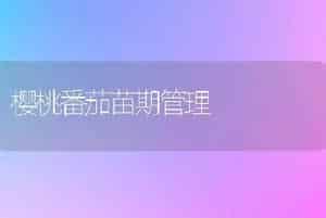 樱桃番茄苗期管理
