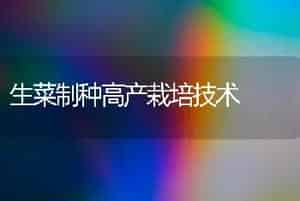 生菜制种高产栽培技术