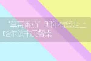 “草莓番茄”明年有望走上哈尔滨市民餐桌