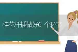 桂花扦插做好6个环节