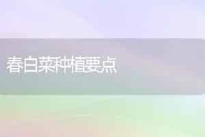 春白菜种植要点