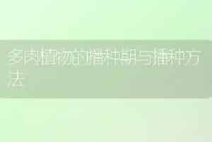 多肉植物的播种期与播种方法