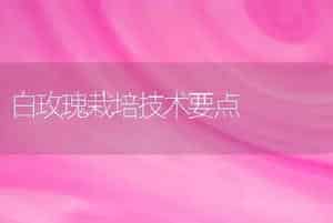 白玫瑰栽培技术要点
