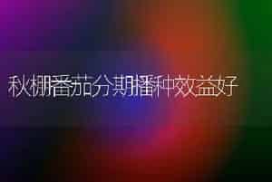 秋棚番茄分期播种效益好