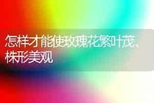 怎样才能使玫瑰花繁叶茂、株形美观