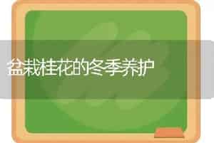 盆栽桂花的冬季养护