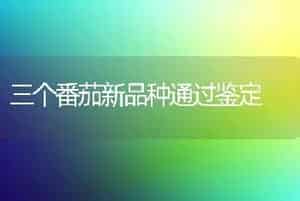 三个番茄新品种通过鉴定