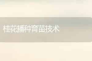 桂花播种育苗技术