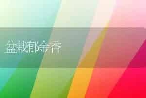 盆栽郁金香