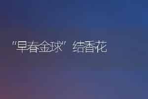 郁金香元旦春节上市栽培技术