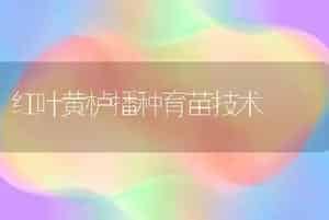 番茄这样种效益高之幼苗定植篇