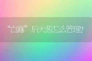 “白露”后大葱怎么管理？