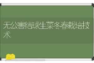 无公害结球生菜冬春栽培技术