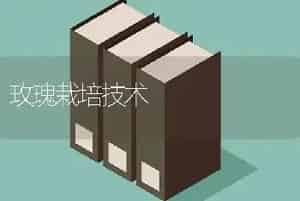 玫瑰栽培技术